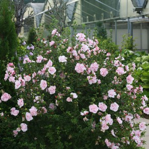 Ketmia syryjska (Hibiscus syriacus) Pink Chiffon c2 zdjęcie 2